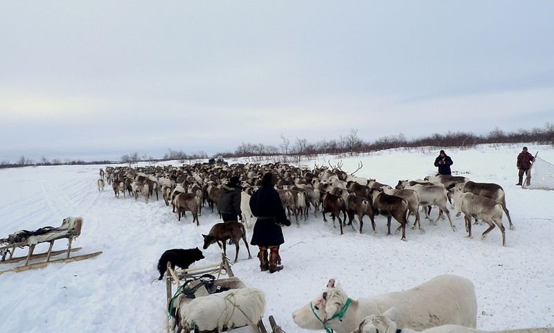 Reindeer in Naryan-Mar, Russia.