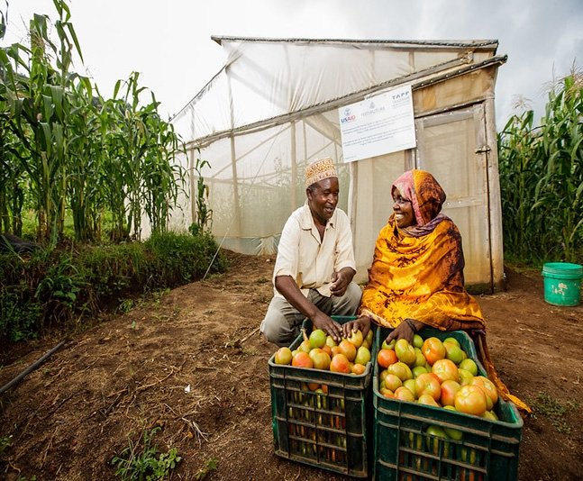 Lushoto. .Site 1.Farmer's name: Iddi Seif.Farmers Group: Individual farmer.Location: Kwekangaga.Crop(s): Tomato greenhouse
