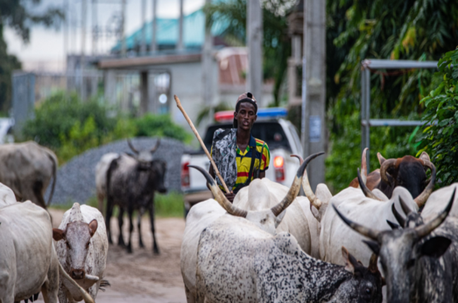 AFR-Blog-Fulani-Herd