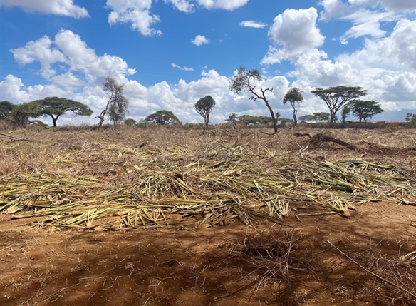 A plot of land that was in the process of being cleared for agriculture in Kenya. Photo by Amanda Clark