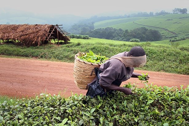 Harvesting tea Uganda - w615