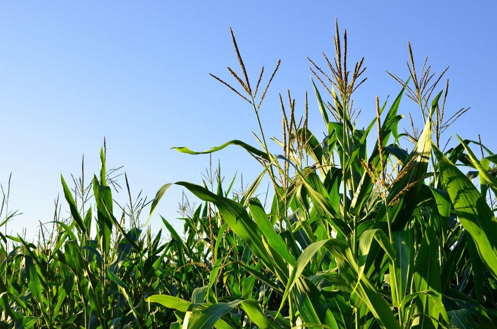 What to Expect from Brazilian Agriculture in 2019–2020