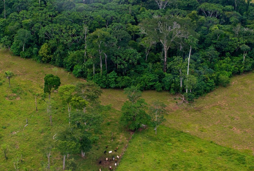 Amazon Approaches Deforestation Tipping Point