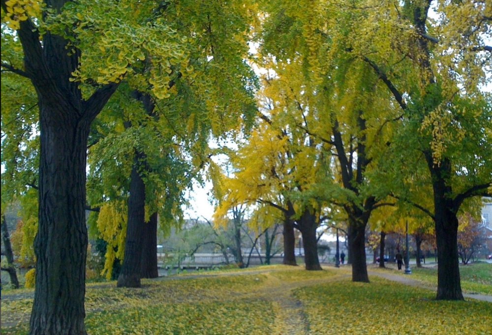 Washington's Rose Park and the Lessons of Welcoming Public Space