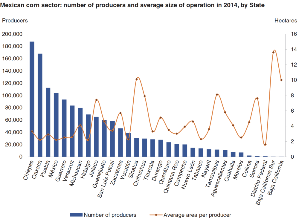 Mexican corn sector