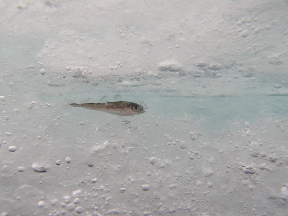 An Arctic Cod rests in an ice-covered space. Source: Shawn Harper, Hidden Ocean 2005 Expedition: NOAA Office of Ocean Exploration. Flickr.com.