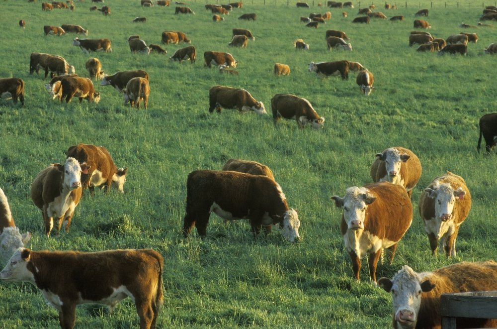 Cows grazing in a field