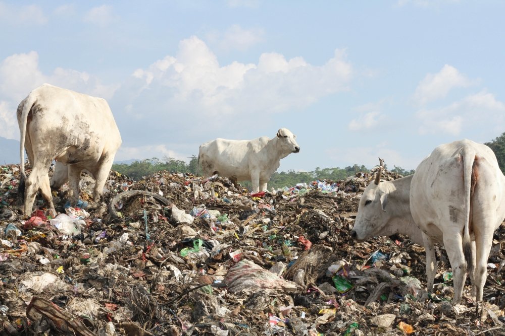 Cows on the landfill