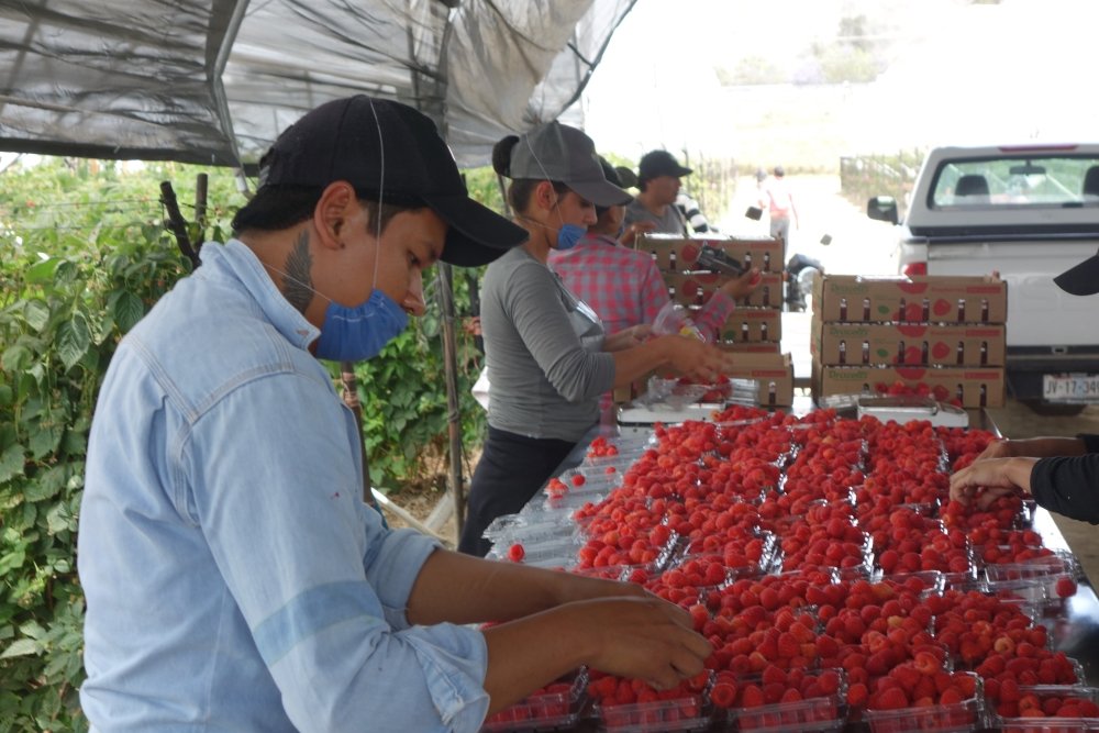 Berry picking in Mexico