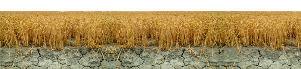 Wheat growing out of cracked mud