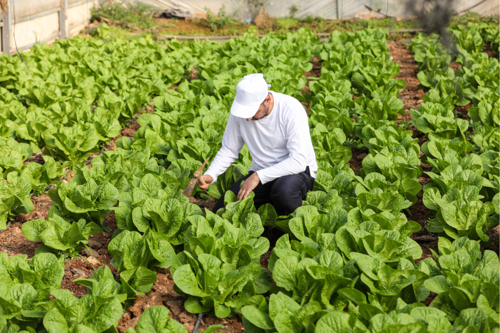 Palestine lettuce farmer