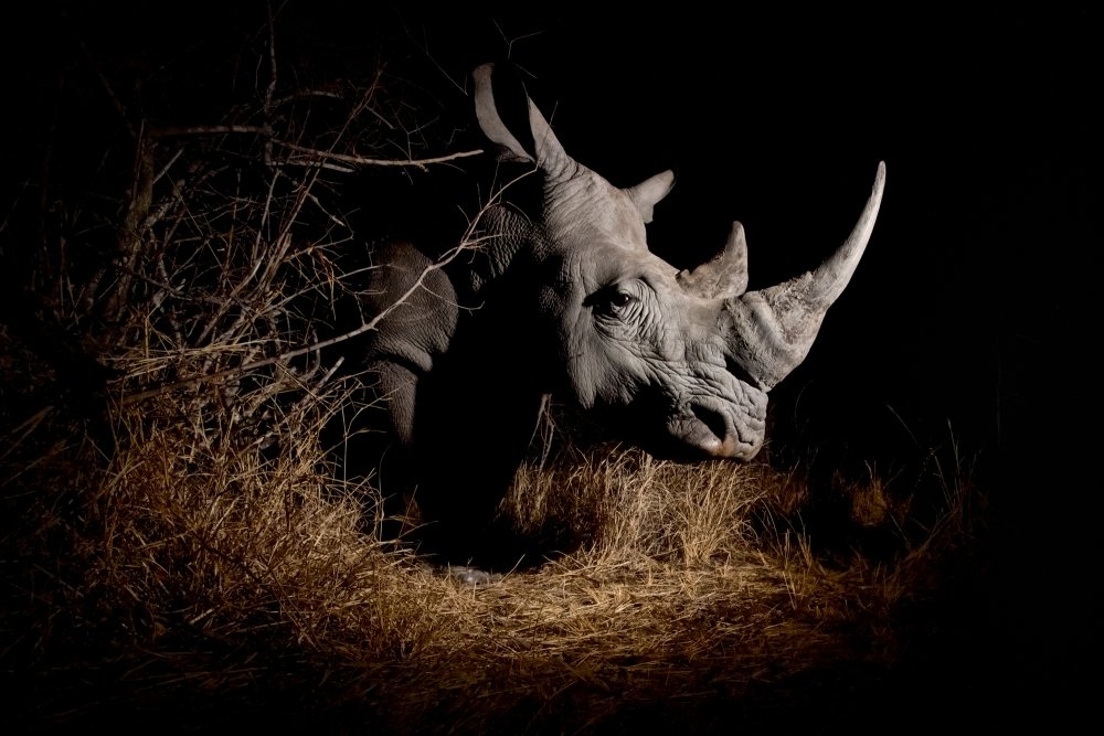 Picture of a rhino