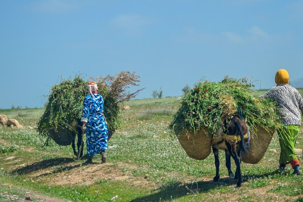 Morocco Agriculture