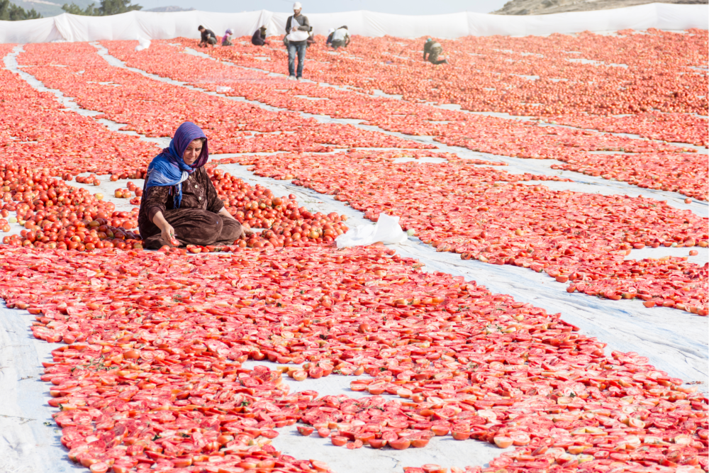 Syrian Refugee Worker