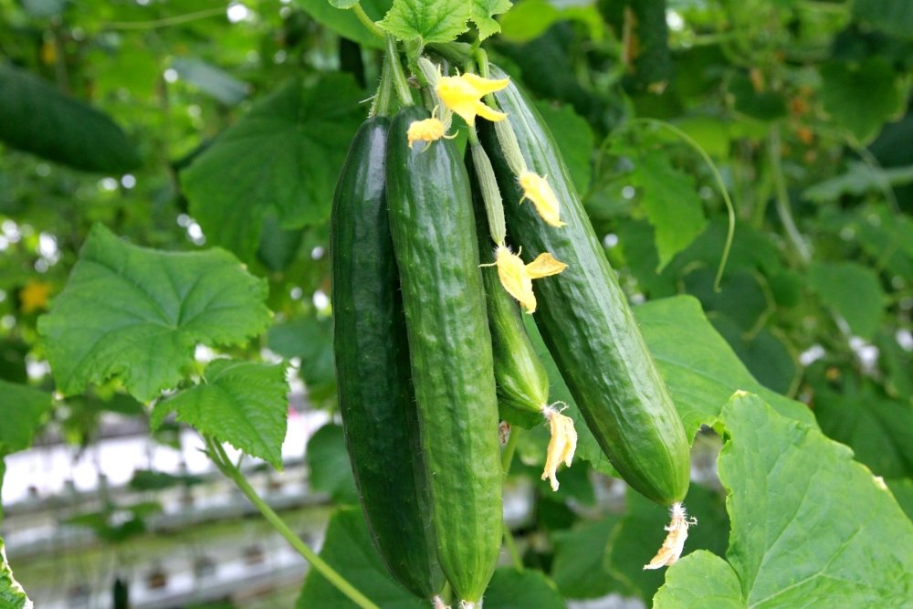 Controlled Environment Agriculture cucumber