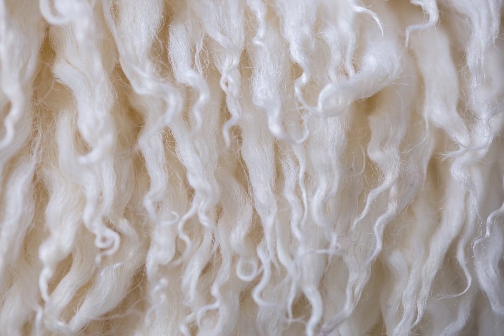 Close up of sheep's wool