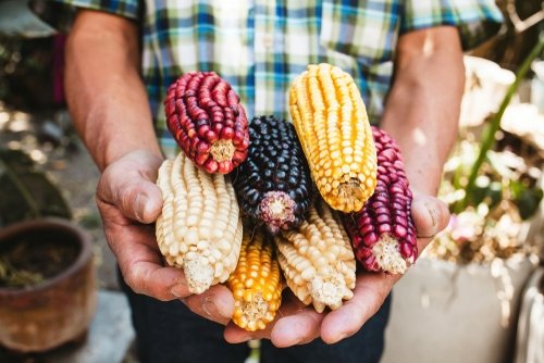 The GMO Corn Case