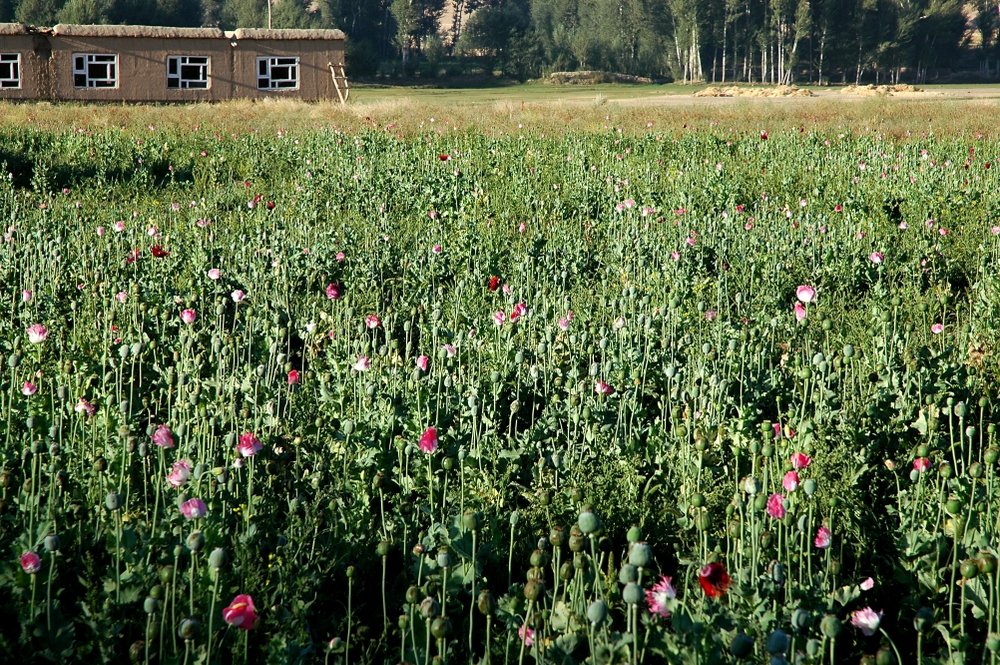 Afghan Poppy Field