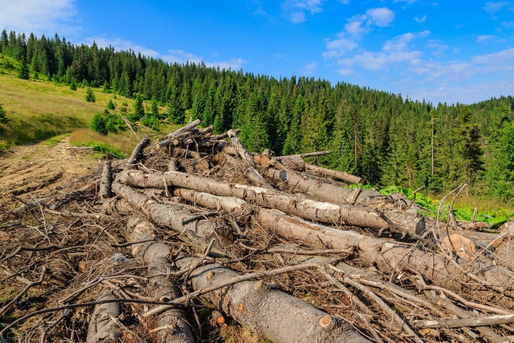 Pines cut down and abandoned along a forest road in the Carpathians, western Ukraine.