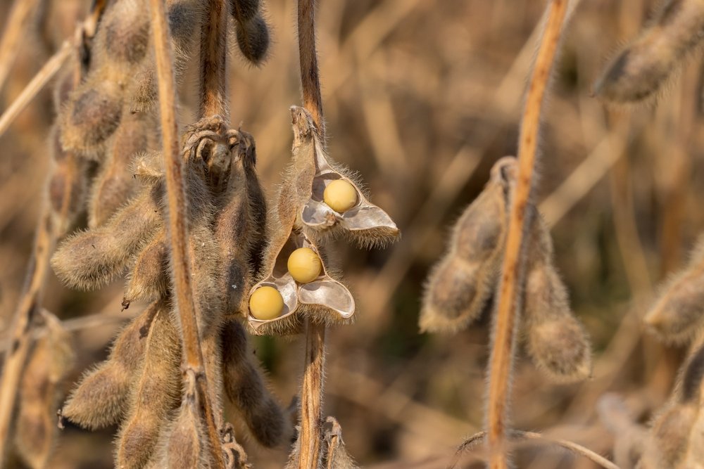  Soy beans drought