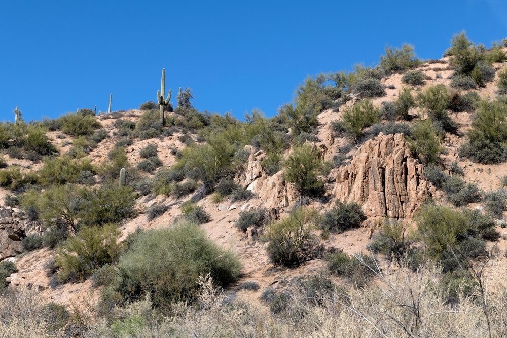 Sonora desert