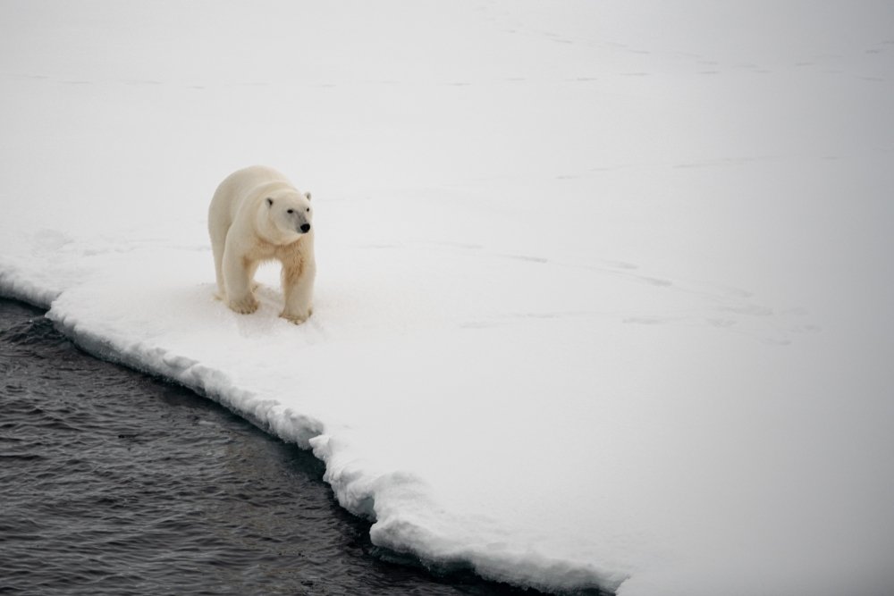 Photo of a polar bear 