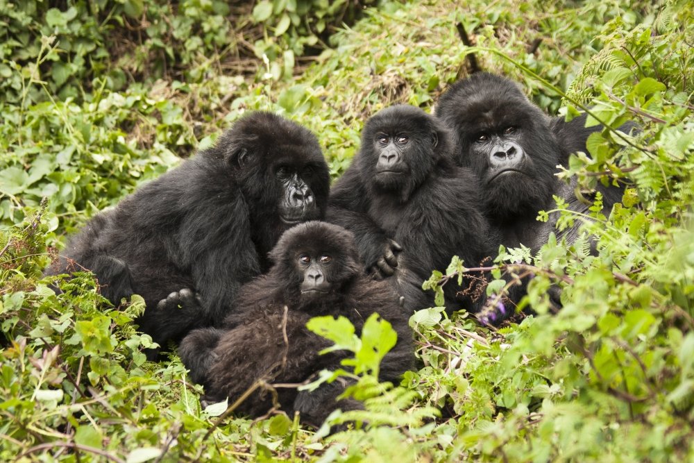 Mountain Gorillas