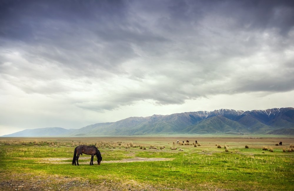 Horse in the mountains at dramatic overcast sky near Alakol lake in Kazakhstan, central Asia