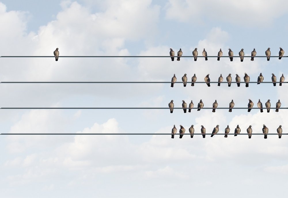 group of birds on a wire one separate from the group