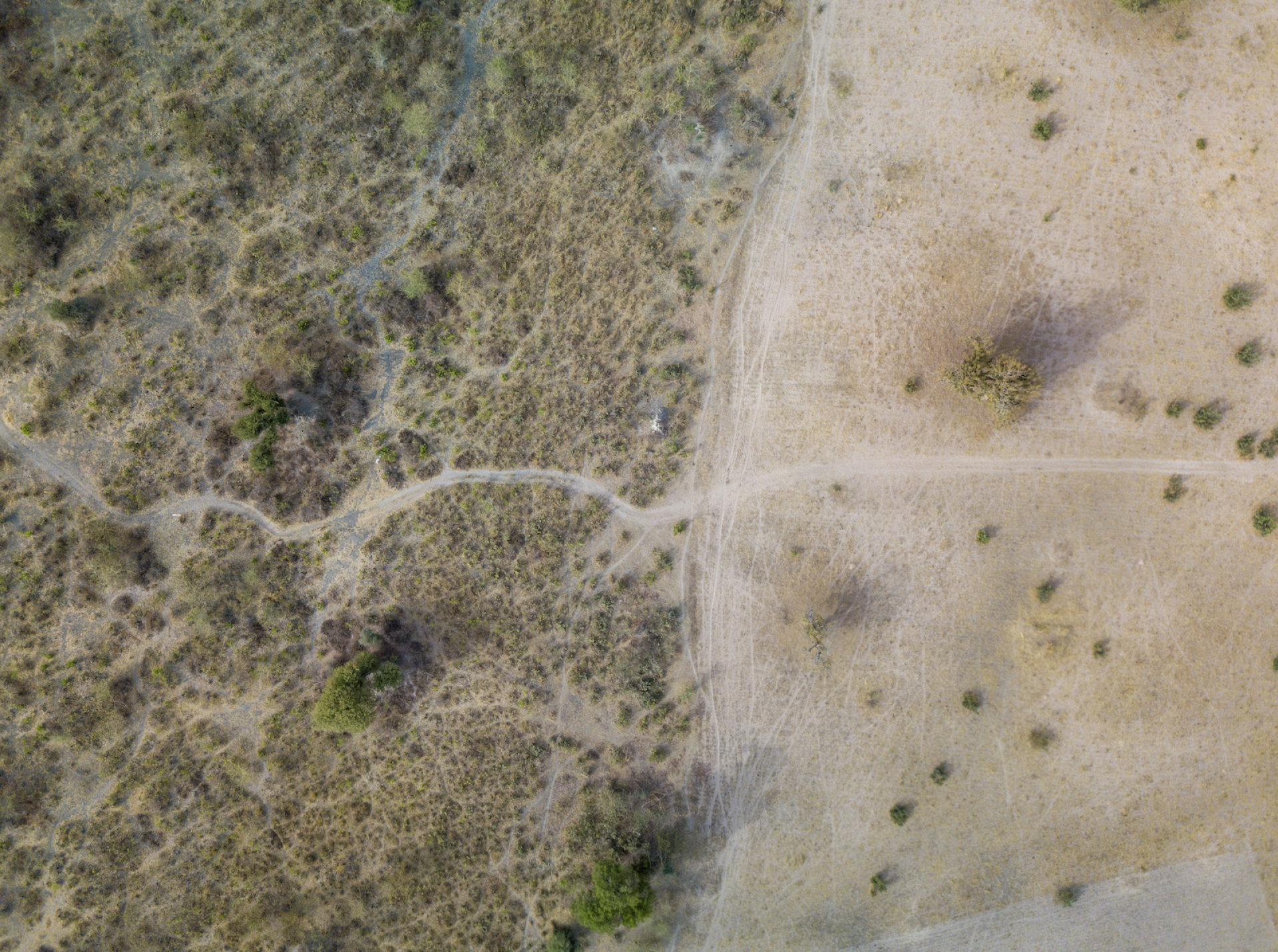 Green and dry land in Senegal