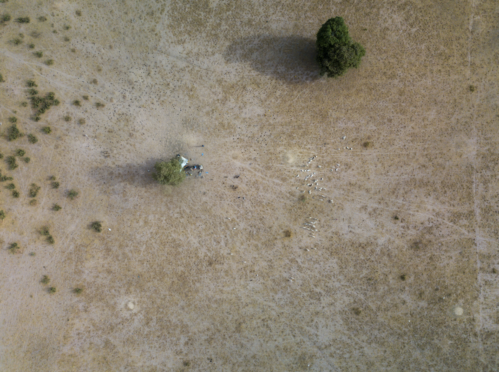 Aerial view of cattle on land in Senegal