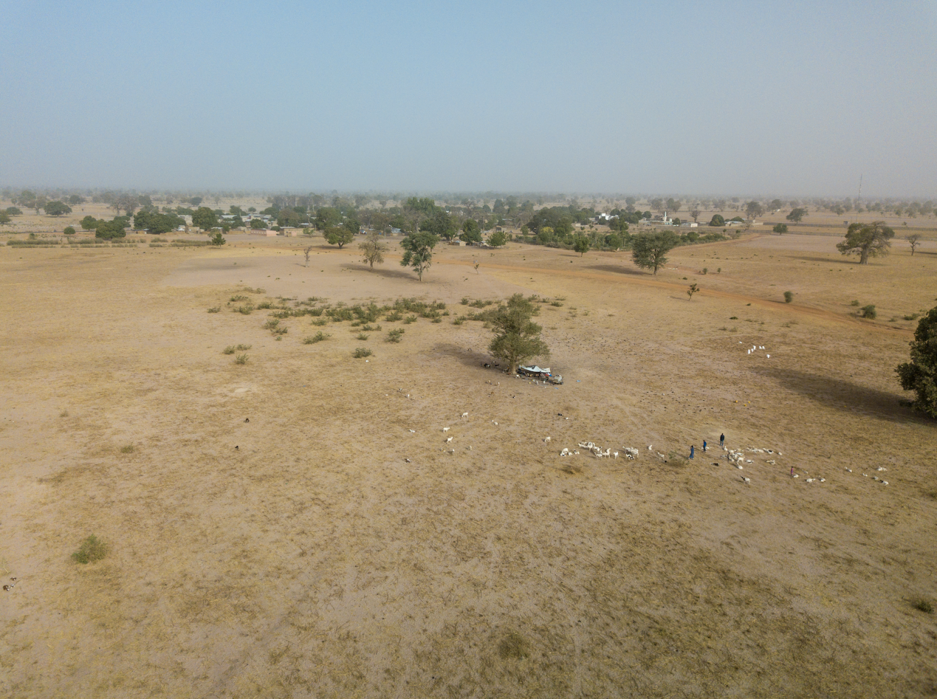 Image - Cattle and people walking on land in Senegal