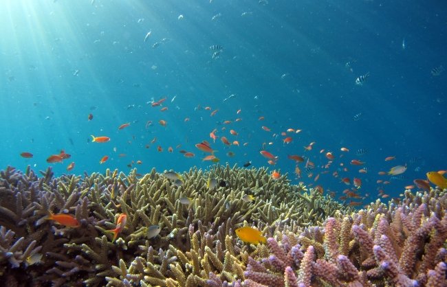Reef and orange fish in Okinawa sea