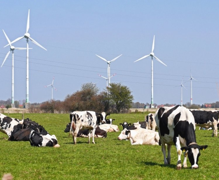 Got Milk? Canada and the U.S. Clash Over Dairy