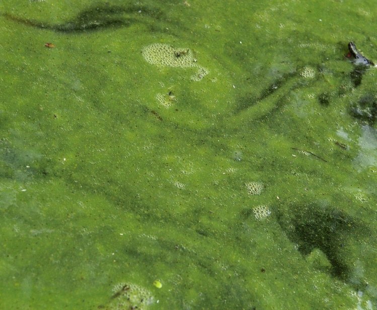 New Algae Research Could Address Climate Change and Food Security Challenges