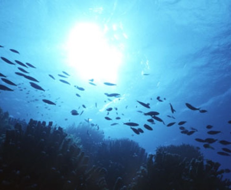 The State of the Oceans 2013: Acidification, Overfishing Major Threats to Ecosystem Health