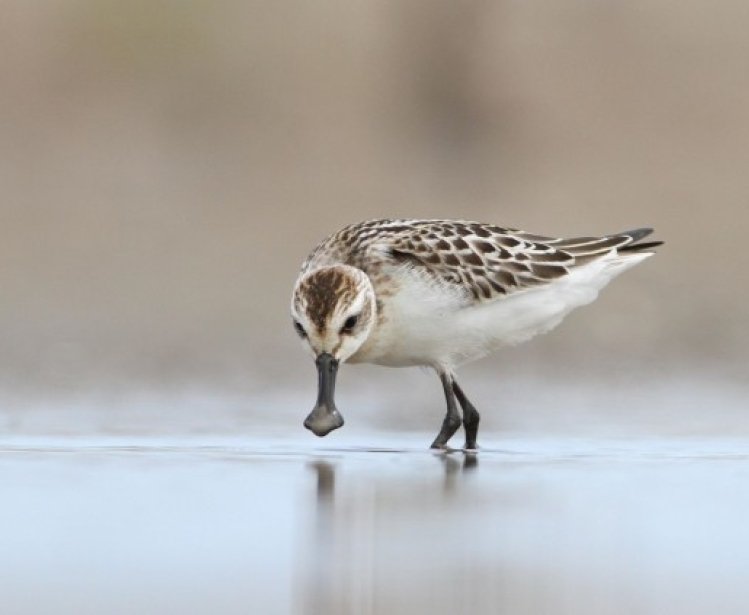 Safe Passage: China Takes Steps to Protect Shorebirds Migrating From Australia to the Arctic