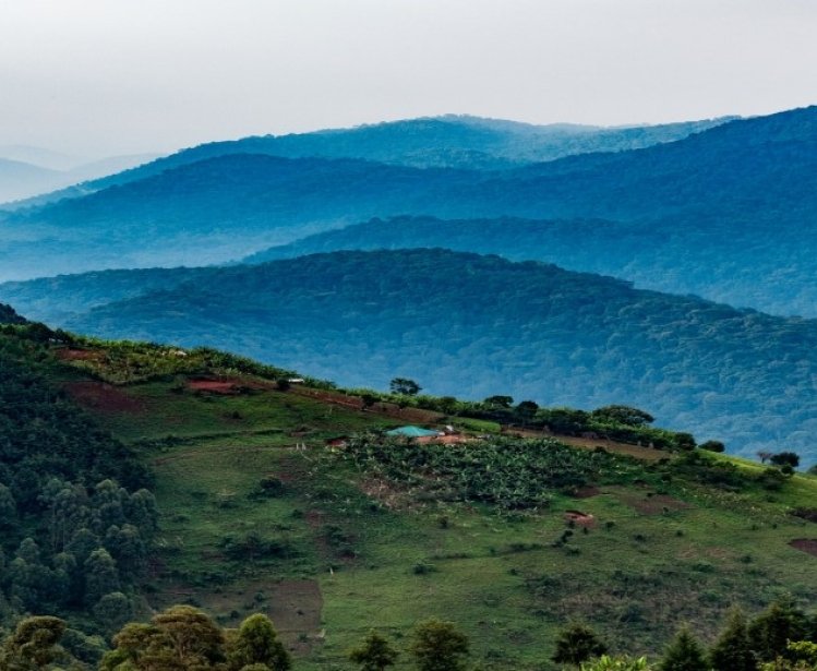 Homesteads dot the valley below Nkuringo. The forested hills behind are the start of Bwindi Impenetrable National Park, home to many of Uganda's iconic Mountain Gorillas. Nkuringo, Uganda.
