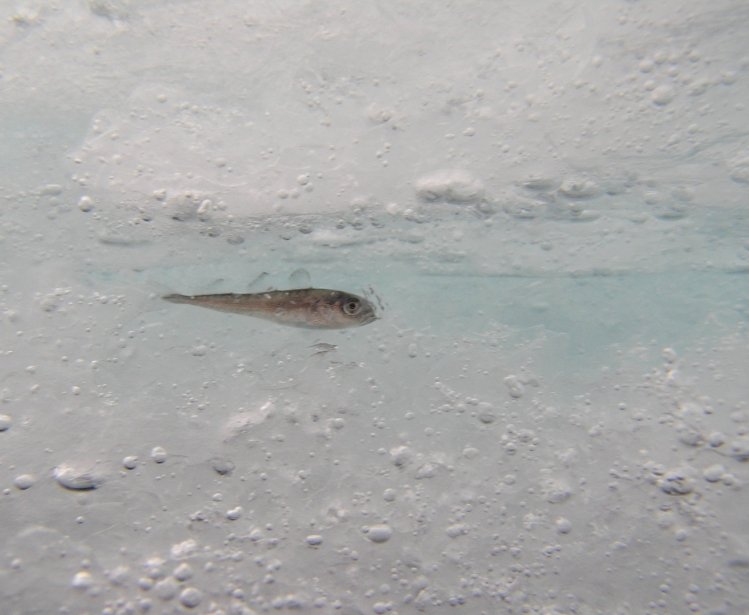 An Arctic Cod rests in an ice-covered space. Source: Shawn Harper, Hidden Ocean 2005 Expedition: NOAA Office of Ocean Exploration. Flickr.com.