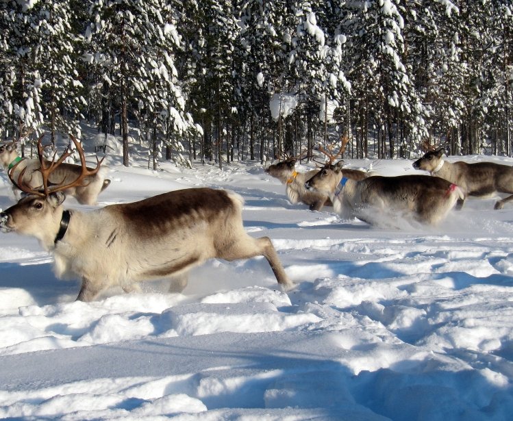 reindeer running