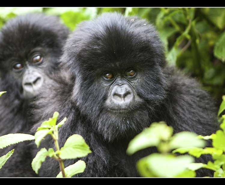 Two mountain gorillas in the forest.