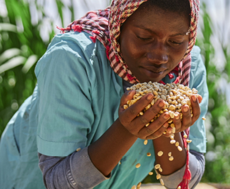 Woman harvesting coffee beans