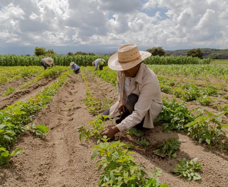 Mexican agricultural worker