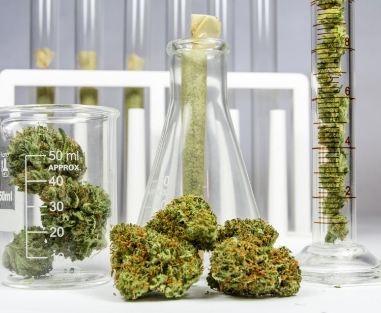 Lab instruments containing cannabis.