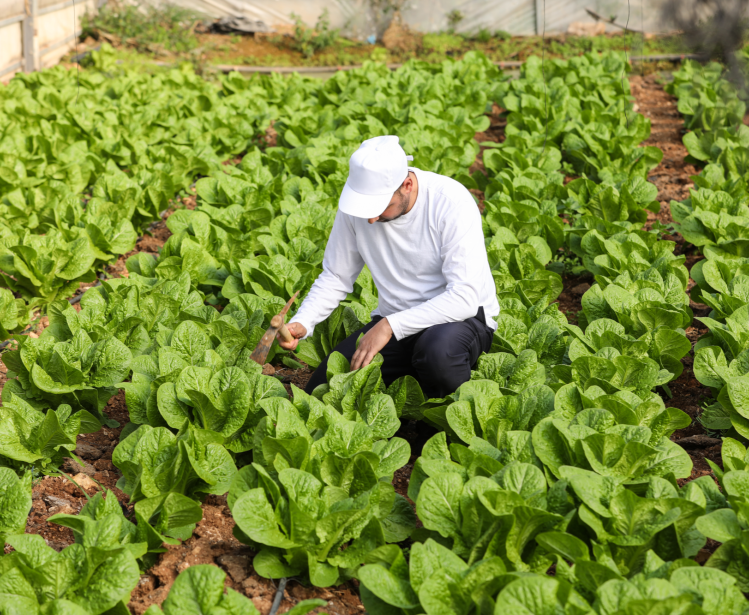 Palestine lettuce farmer