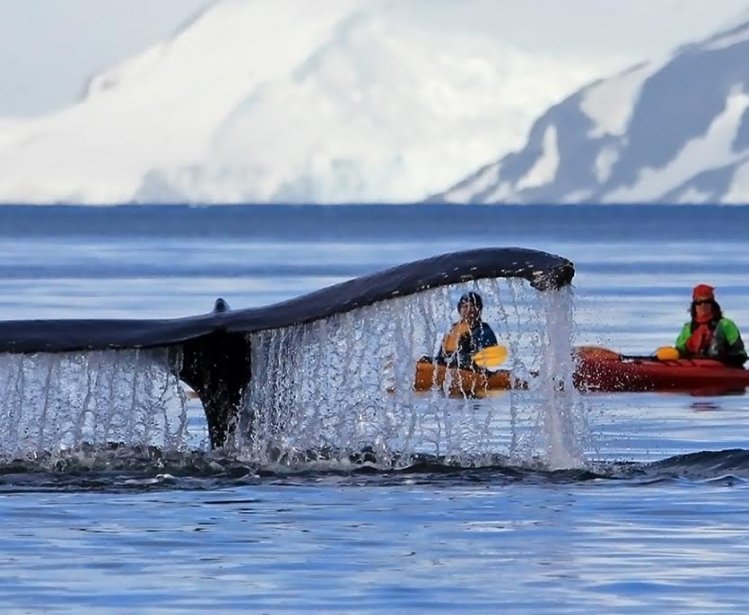 Antarctica whale tail 