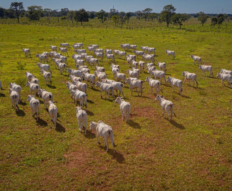 Image - Supply Chain Management for Beef Production/Exports and Deforestation in Brazil