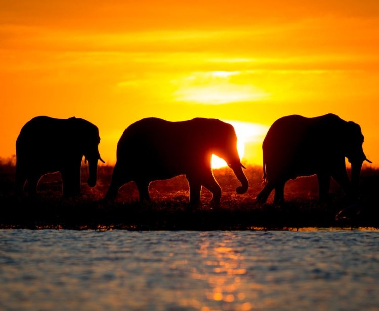 African elephants (Loxodonta africana) in the Bwabwata National Park (Buffalo core area) in the Zambezi Region of Namibia