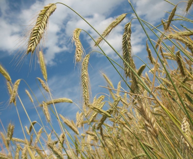 image: agriculture