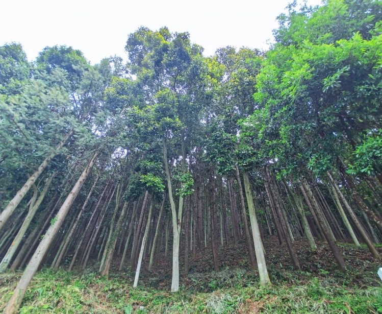  Forest in Sanming City